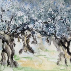 Vieux-oliviers